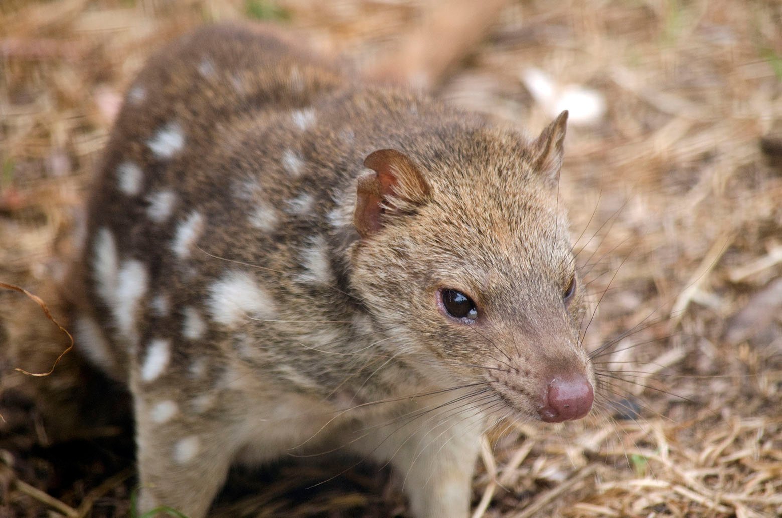 the spotted quoll is smelling the air for scent