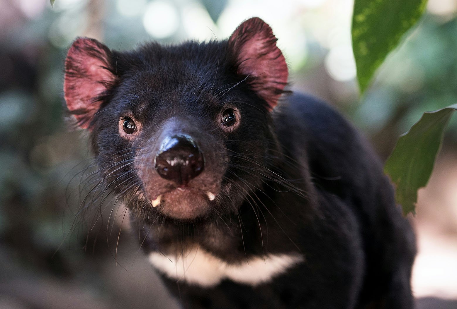 tasmanian-devil-launceston