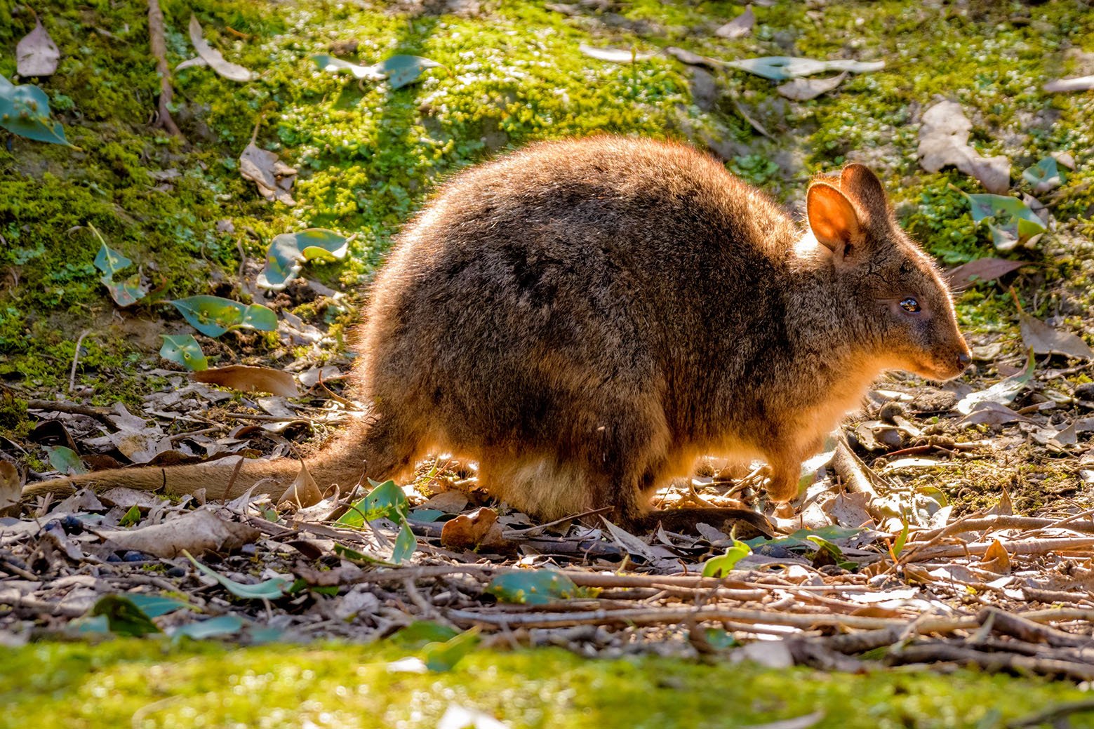 Tasmanian pademelon, Tasmania, Australia